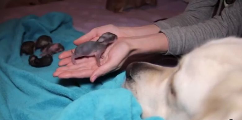 Illustration de l'article : Un Golden Retriever adopte les petits d’une lapine sauvée par son propriétaire (vidéo)